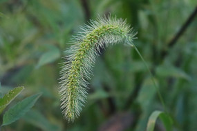 ���˹�β��