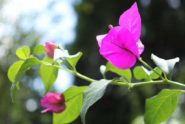 �������ǻ�