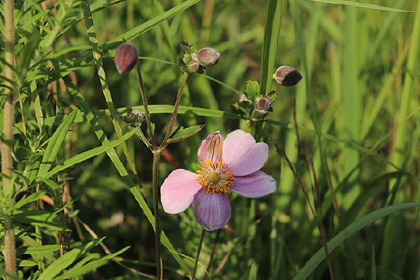 ʢ����Ұ�޻�