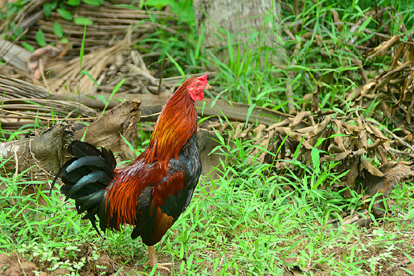 Խ����Խ����ũ�ҹ���