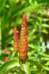 ԰��ֲ����½