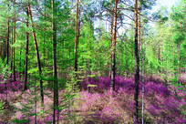 ���˰���ɭ�ֶž��