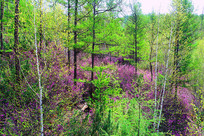 ���˰���ɭ��Ұ��ʢ��