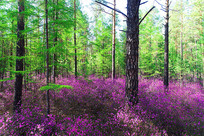 ���˰���ԭʼɭ�ִ������ 