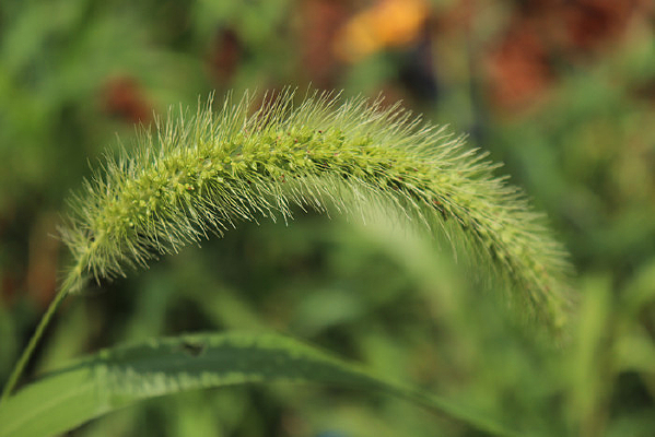 ���˹�β��