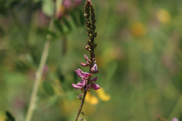 ʵ��ľ����