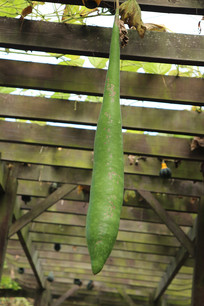 �����Ĺ�