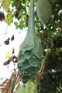 �����̹�