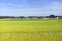 ��ɫ��ũ��