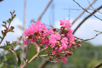 ��ɫ����