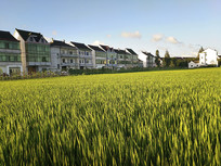 ����ﵾ��ɫ