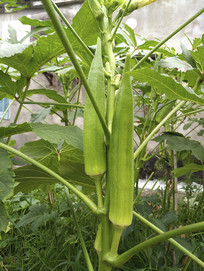 ��ɫ�߲����