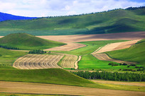 ���ױ�������ɽ����Ұ���