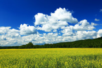 ���ױ��������Ͳ˻���