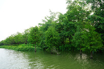 ���ߴ���