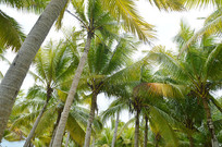 ����Ҭ��ͼ