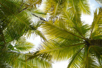 ����Ҭ��ͼƬ