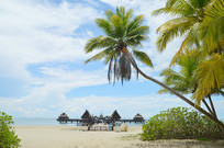 ��̲ɳ̲����Ҭ��ͼƬ