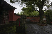 �������ſ�