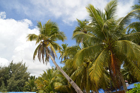   �����Ĳ�Ҭ����ͼƬ