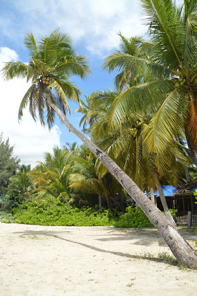   �����Ĳ�Ҭ������Ȼ���ͼƬ