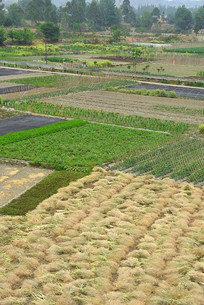 �Ĵ��ɶ�ƽԭ-����ũ�� 