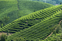 ���β��ﱳ��