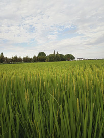 �ν������ڵ���