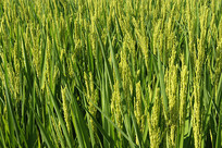 ���뵾��ͼ