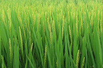 �����ز�ͼ