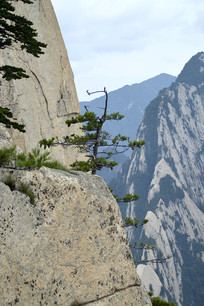 ��ɽɽ������