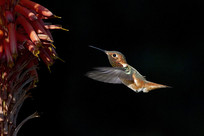 ��ʳ�еķ���