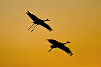 Ϧ���¹鳲��Ұ��