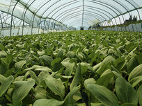 ������Ҷ��