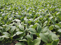 ����С���