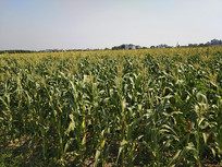 ũ��������