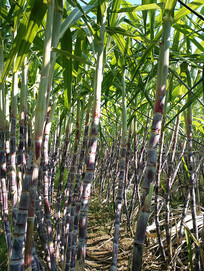 ������ظ���