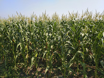 �����׵�