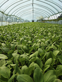 �߲���Ҷ��