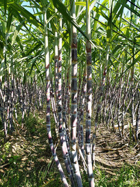 ��ظ�����ֲ