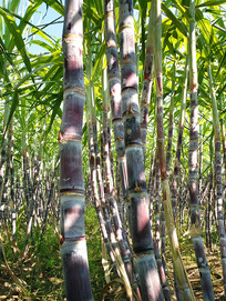 �����Ƥ����