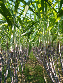 ����ͷ����