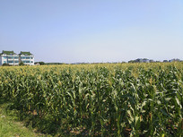 �����ɫ����