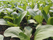 �����Ҷ���