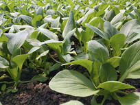 ������˵�