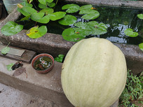 ͥԺ����ϹϺ���Ҷ