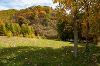 ������ɽ����ƺ�＾����