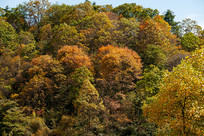 ������ɽ����ƺ����ת�Ƶ�����