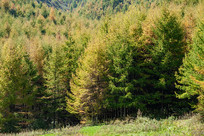 ������ɽ����ƺ�ձ���Ҷ��