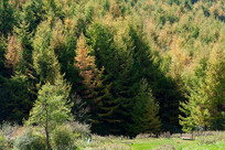 ������ɽ����ƺ������